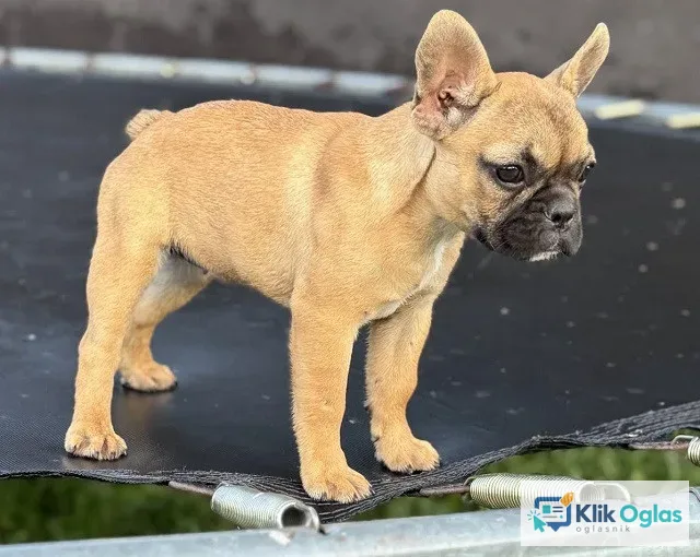 Francuski Buldog, štenad !