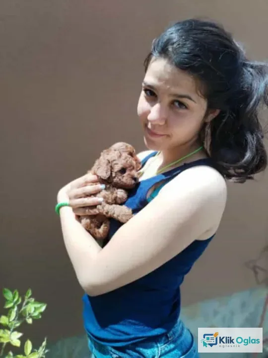 Crvena toy pudla , novo leglo