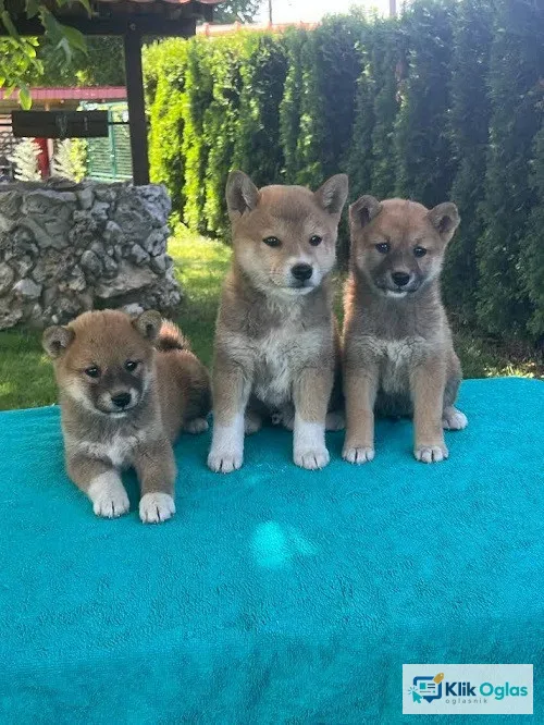 Shiba inu (šiba inu) štenci