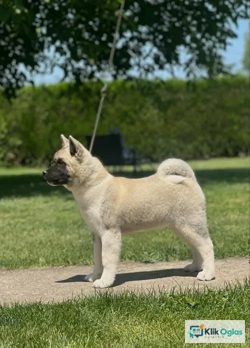 Američka akita - dve ženke