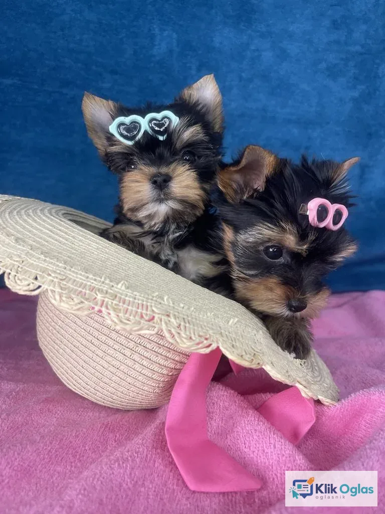 Yorkshire Terrier štenci