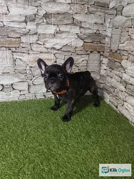Francuski buldog štenci !