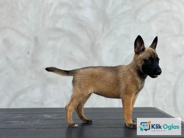 Belgijski ovčar - Malinoa !!