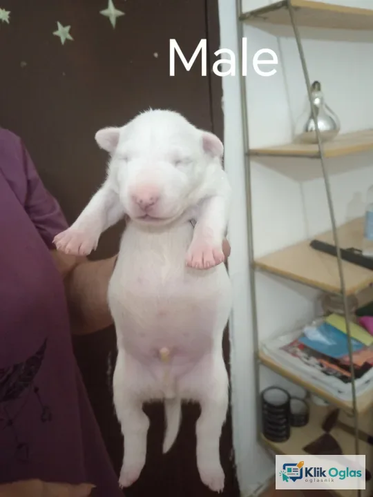 Sinai State kennel new litter