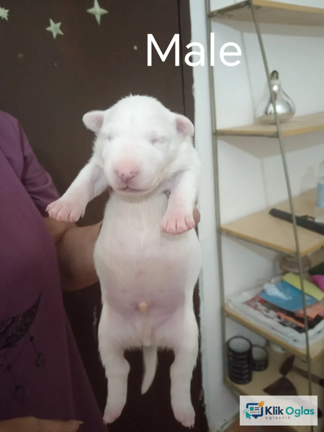 Sinai State kennel new litter