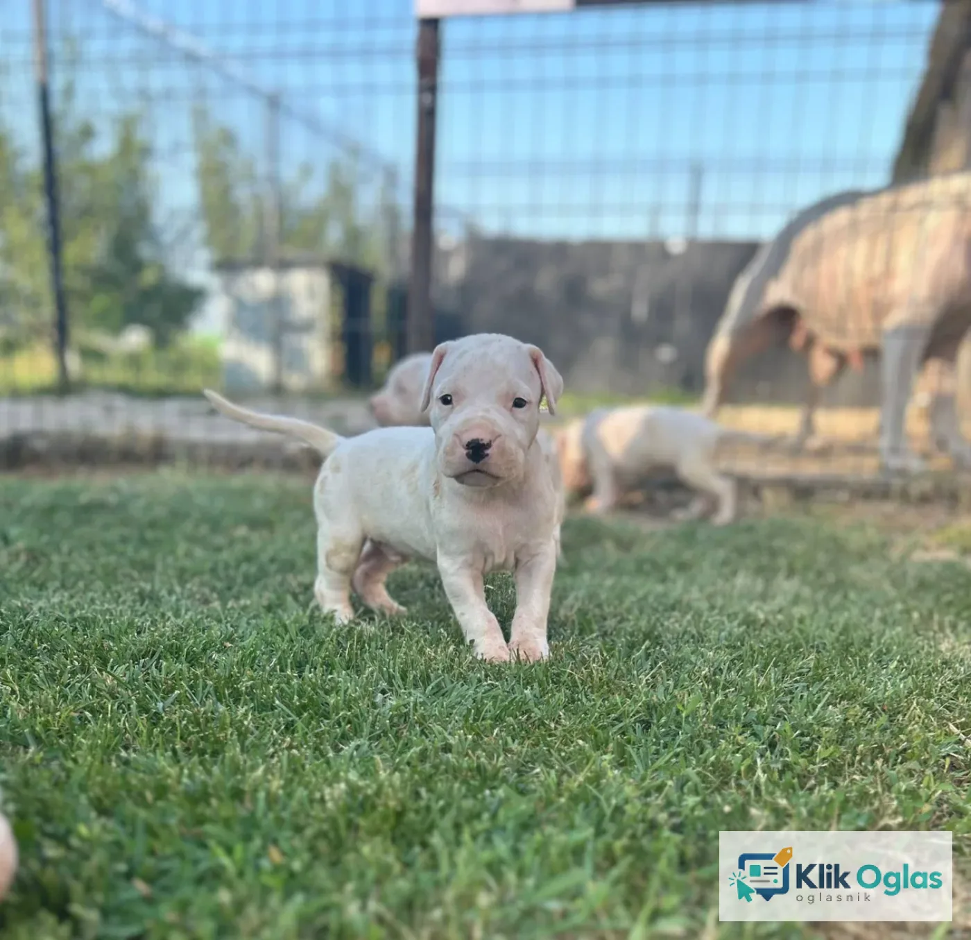 Dogo Argentino štenci