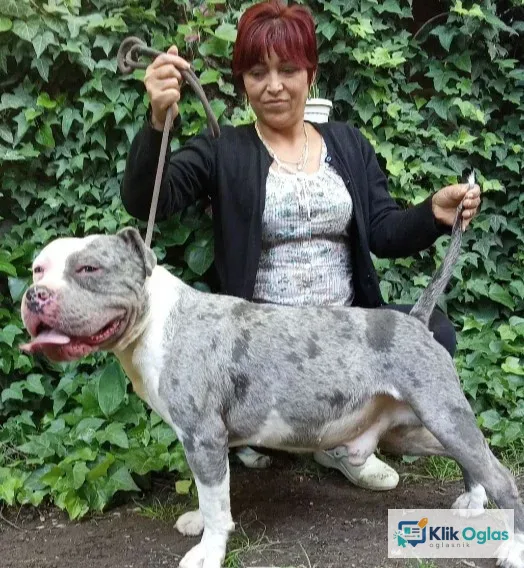 American bully