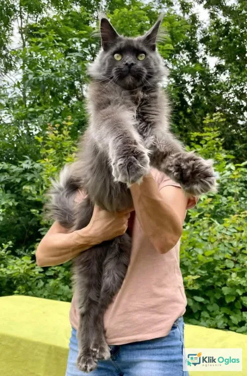 Maine Coon mačići na prodaju