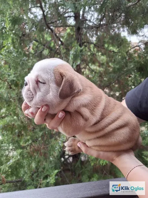Engleski Buldog, žensko i muško štene