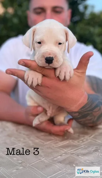 Argentinska doga ( Dogo Argentino )