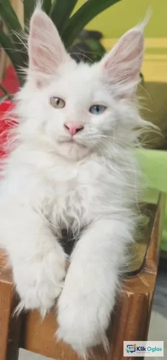 Maine Coon mačići !