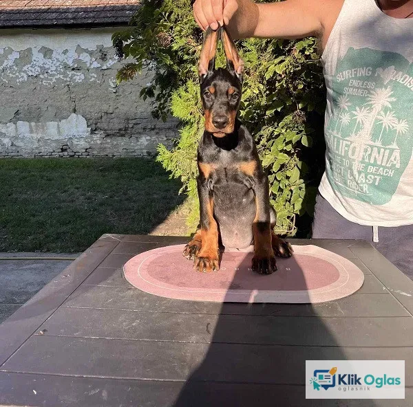 DOBERMAN štenci !