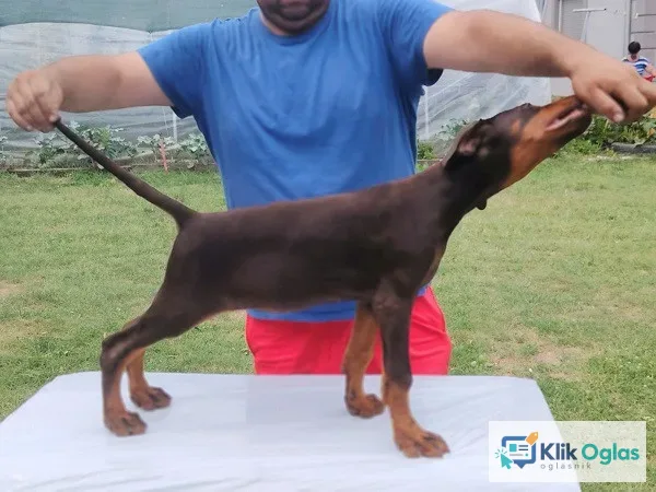 Stenci dobermana