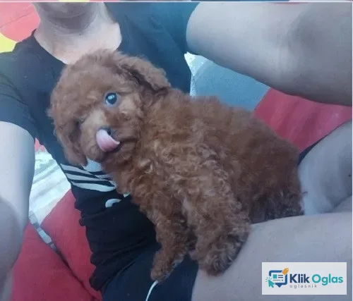 Crvena TOY PUDLA, prelepi štenci !