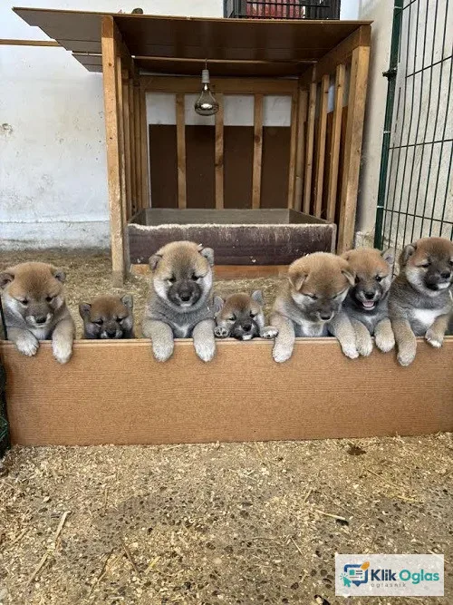 SHIBA INU, vrhunski štenci