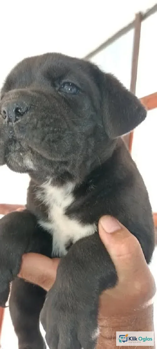 Cane Corso štenci