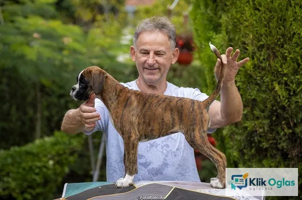Nemački bokser štenci