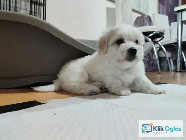Coton de Tulear štenci