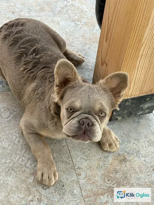 Francuski Buldog zenka