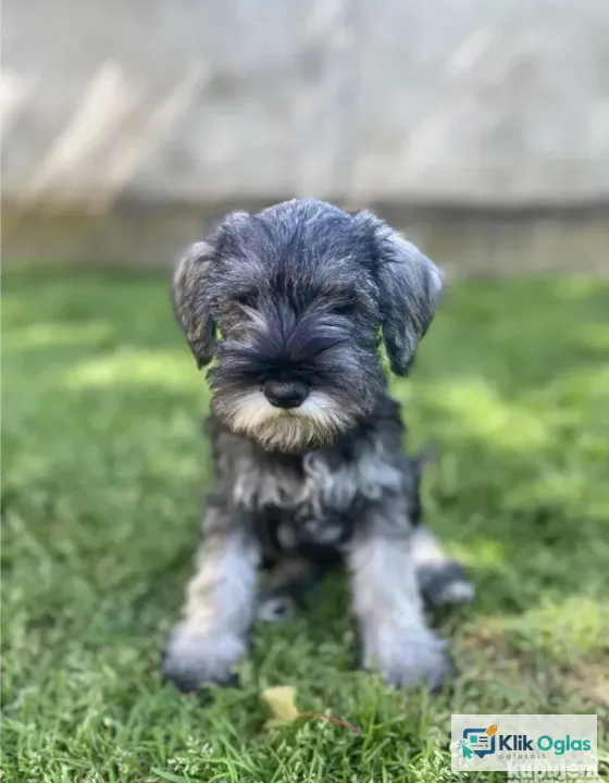 Patuljasti snauceri u ponudi,.