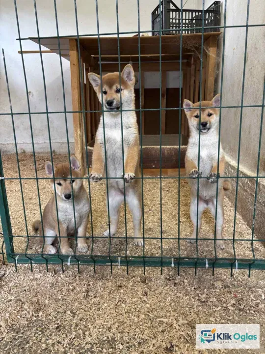 Shiba inu štenci od vrhunskih roditelja