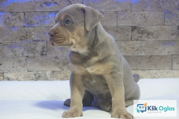 Pitbull Lilac Tricolor štene