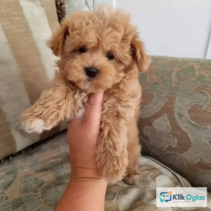 Prekrasni MALTIPOO štenci