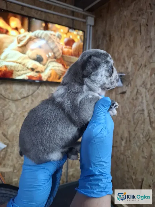 Francuski buldog exotic