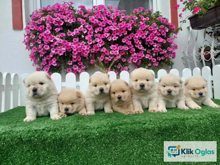 Chow Chow cau cau stenci