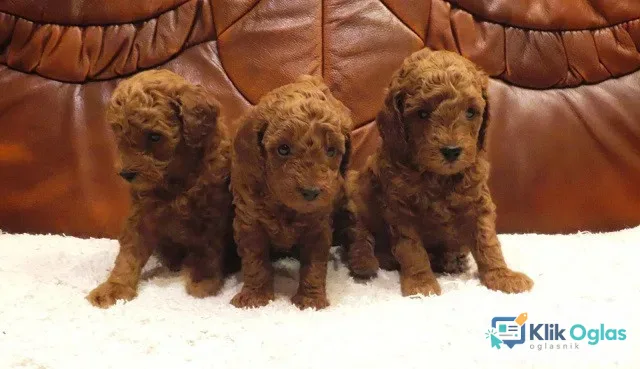 Crvena mini patuljasta pudla