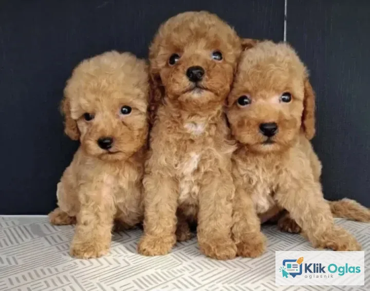 Maltipoo štenci....