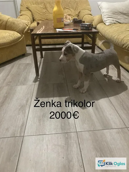 Pit bull terijer