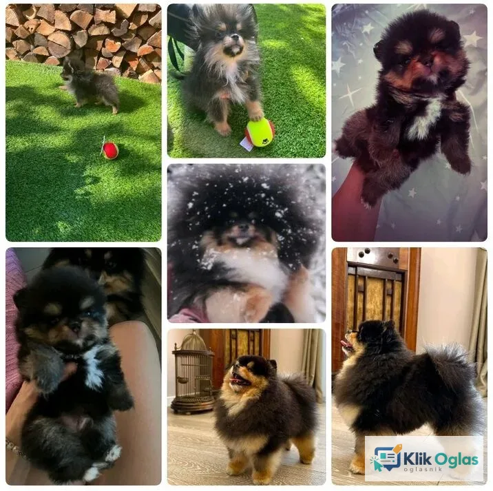 Pomeranci boo – najlepši mini medvedići