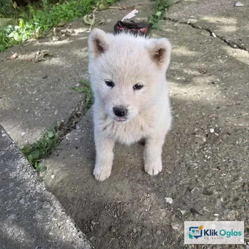 Japanska Akita, štenci