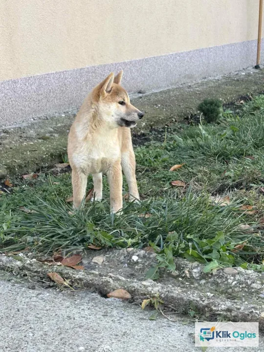 Shiba inu štenci na prodaju prelepi