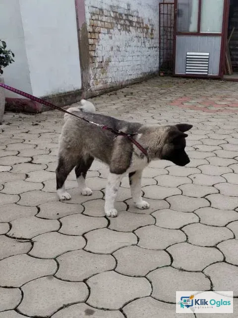 Američka Akita žensko štene