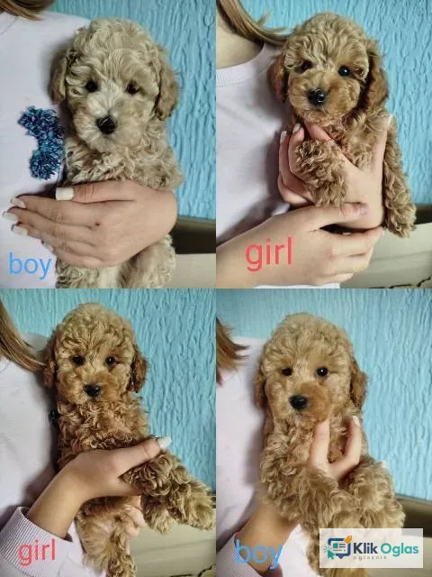 Aprikot Toy pudle štenci