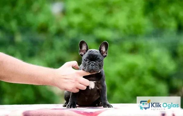 Francuski buldog, štenci vrhunskog porekla