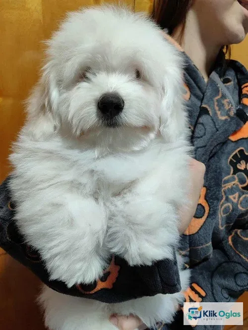 Coton de Tulear štenci !!