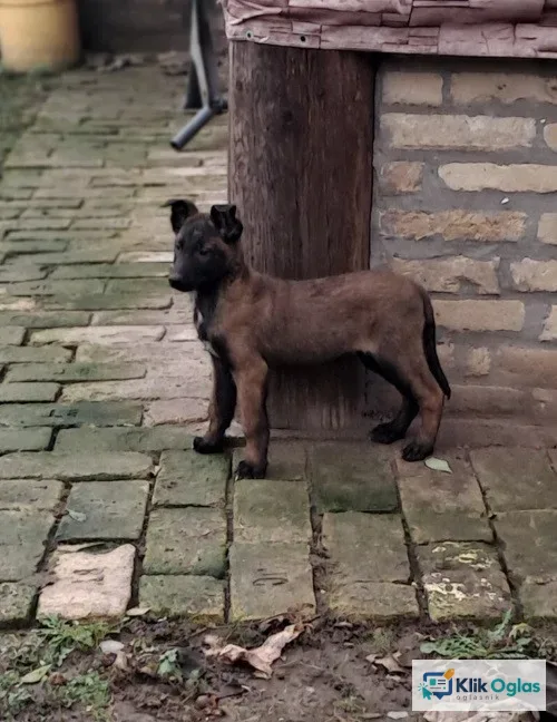 Belgijski ovčar Malinoa