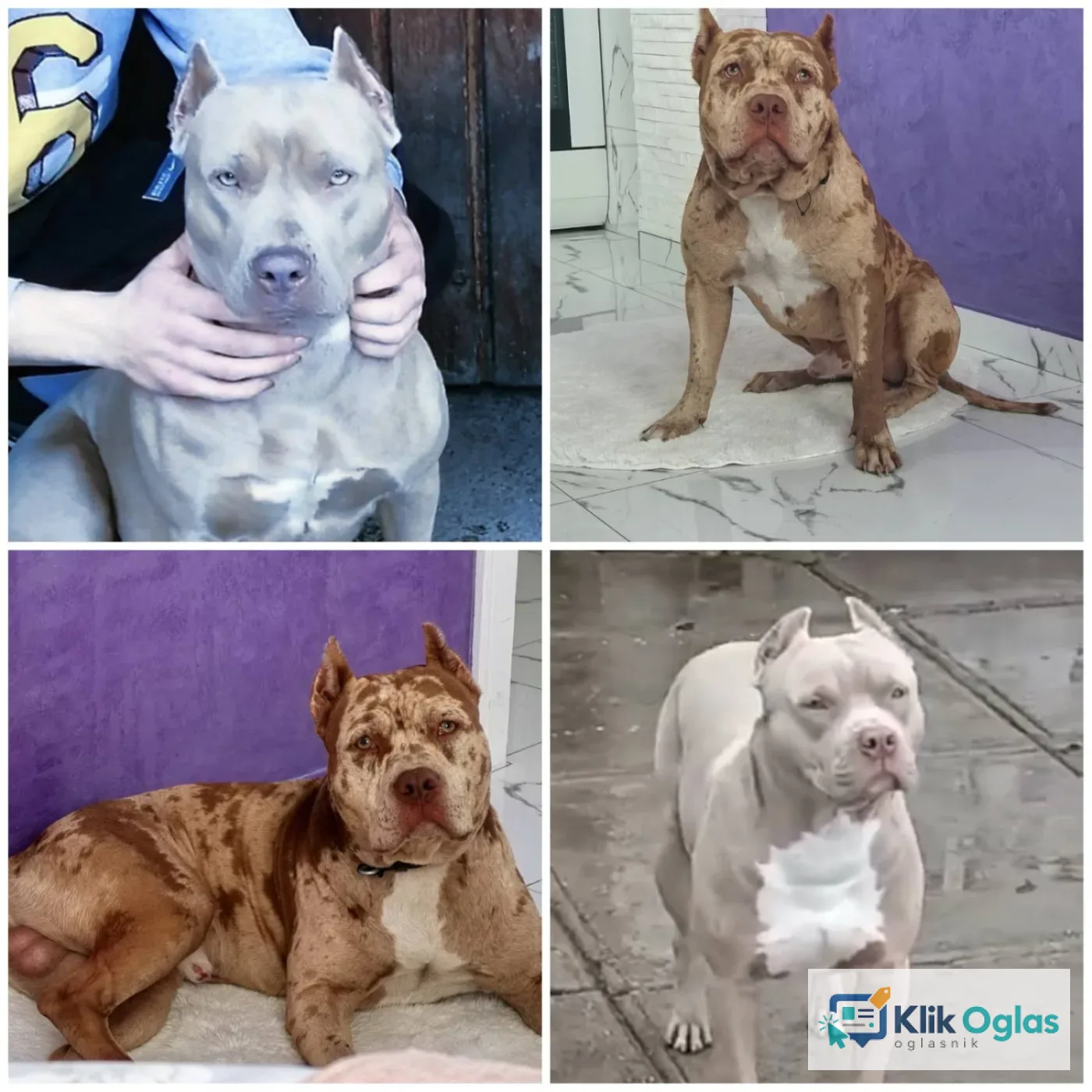 Pit bull štenci red nose lilac merle exotic