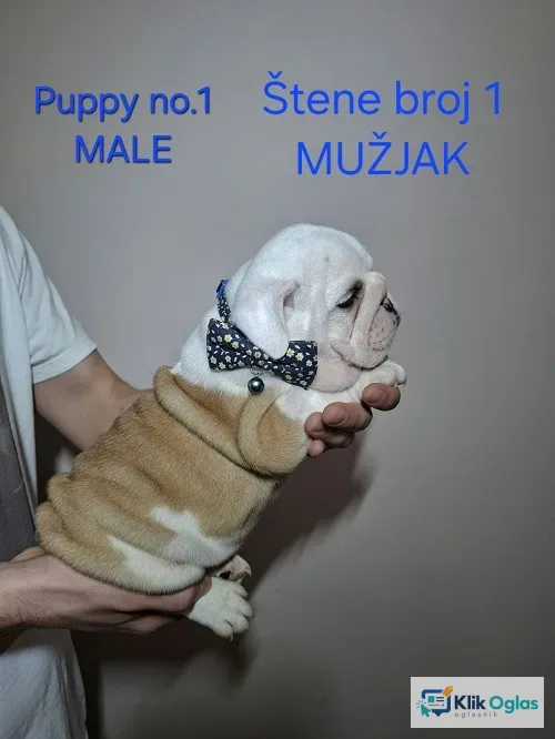 Engleski buldog, štenci !