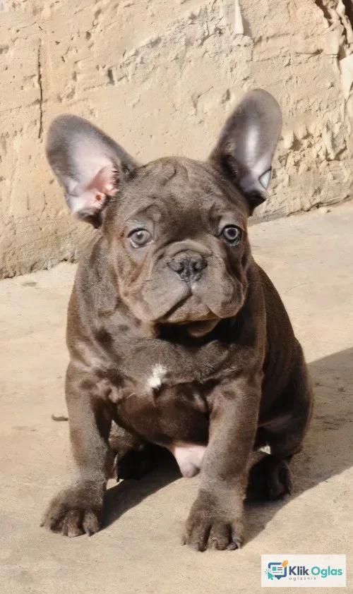 Francuski buldog, egzoticni stenci