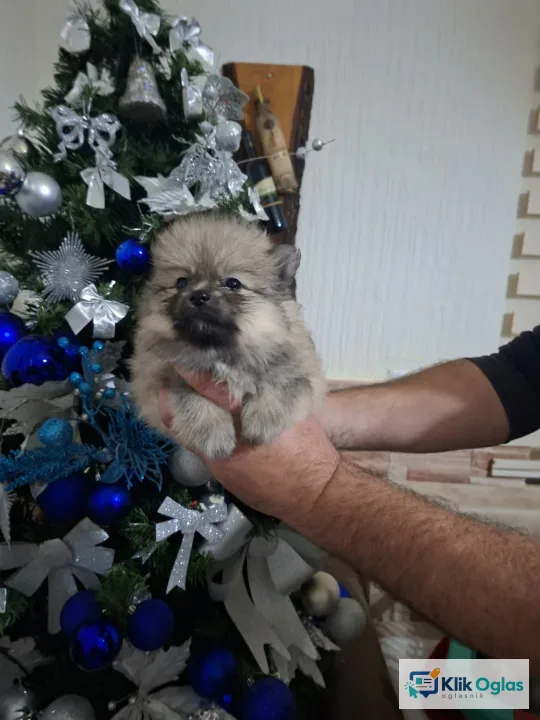 Pomeranci,.