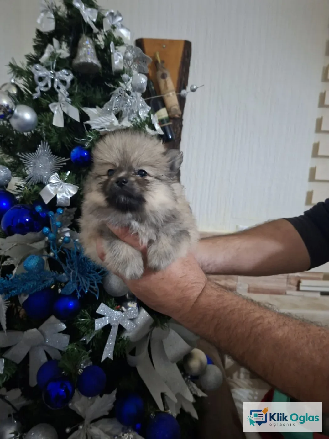 Pomeranci,.