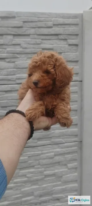 Pudle