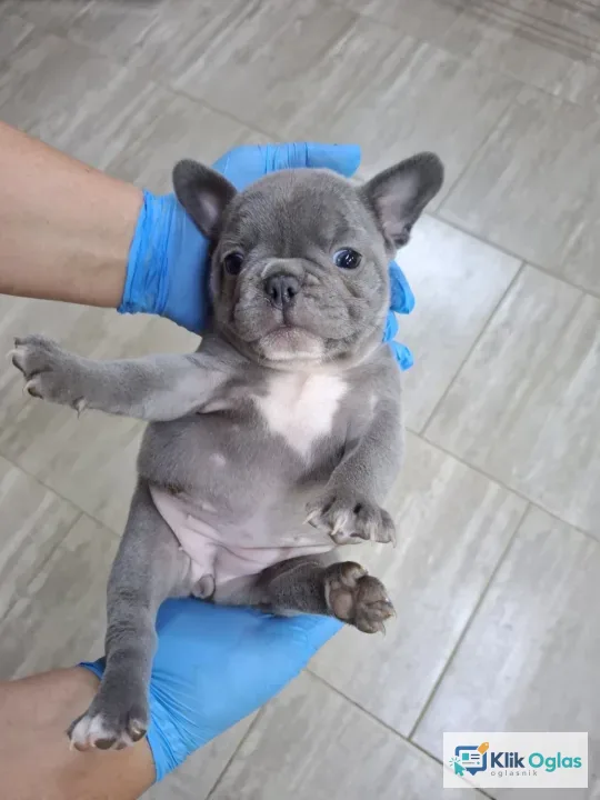 Egzoticni francuski buldog