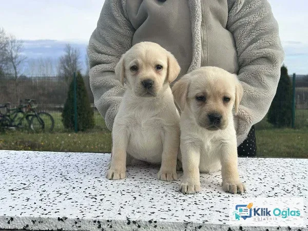 Labrador retriver štenci !