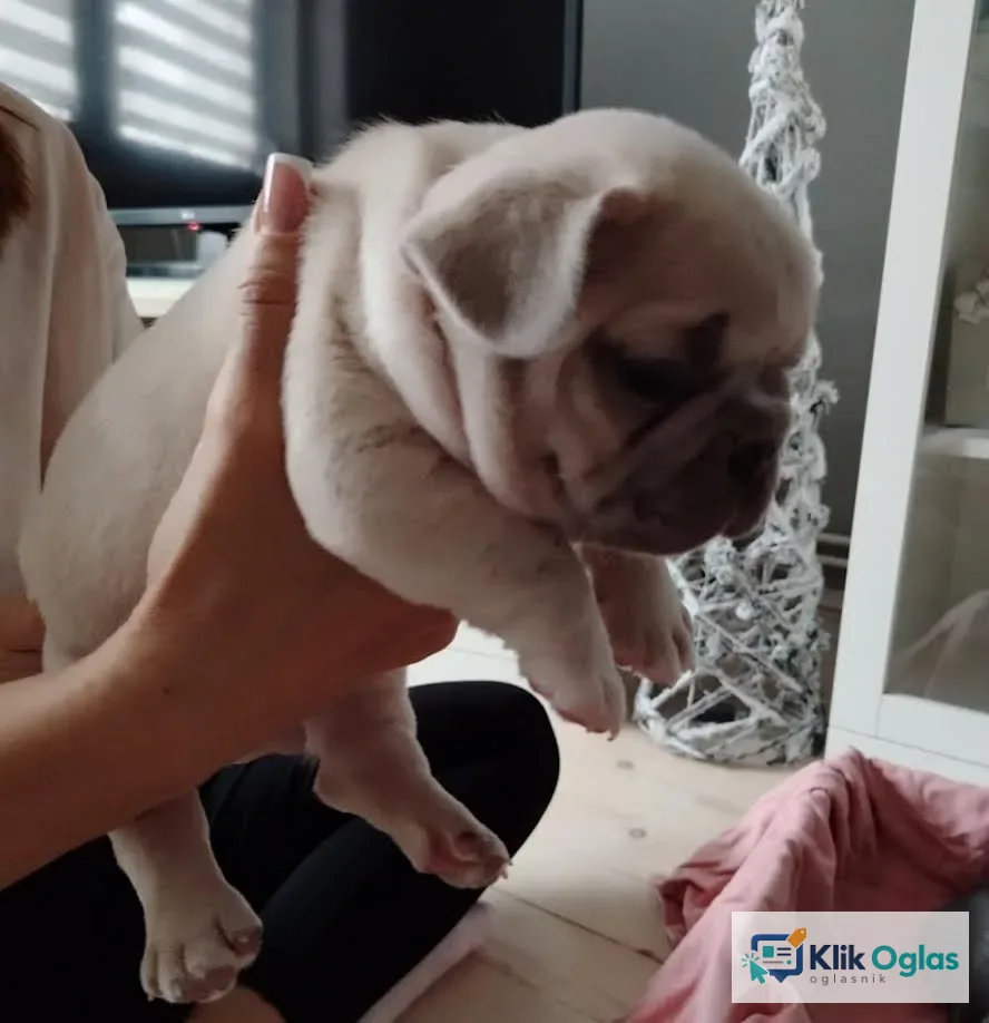 Francuski buldog, egzotičnih boja !