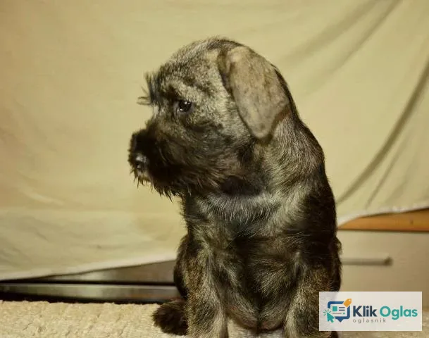 Srednji šnaucer, ženska štenad
